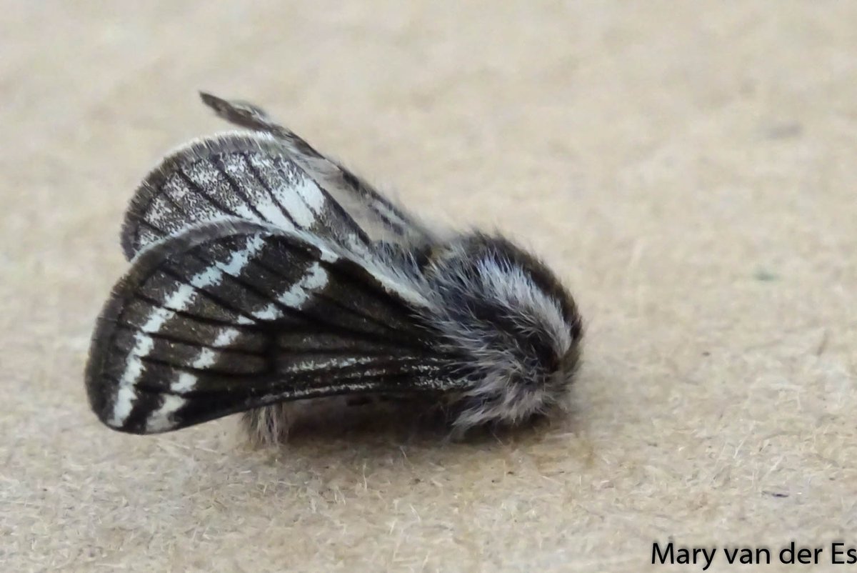 Nog ééntje dan van de zeer zeldzame #nachtvlinder de #Rouwrandspanner #Lycia_zonaria 
#Belted_Beauty .
Hij was kleiner dan ik dacht.