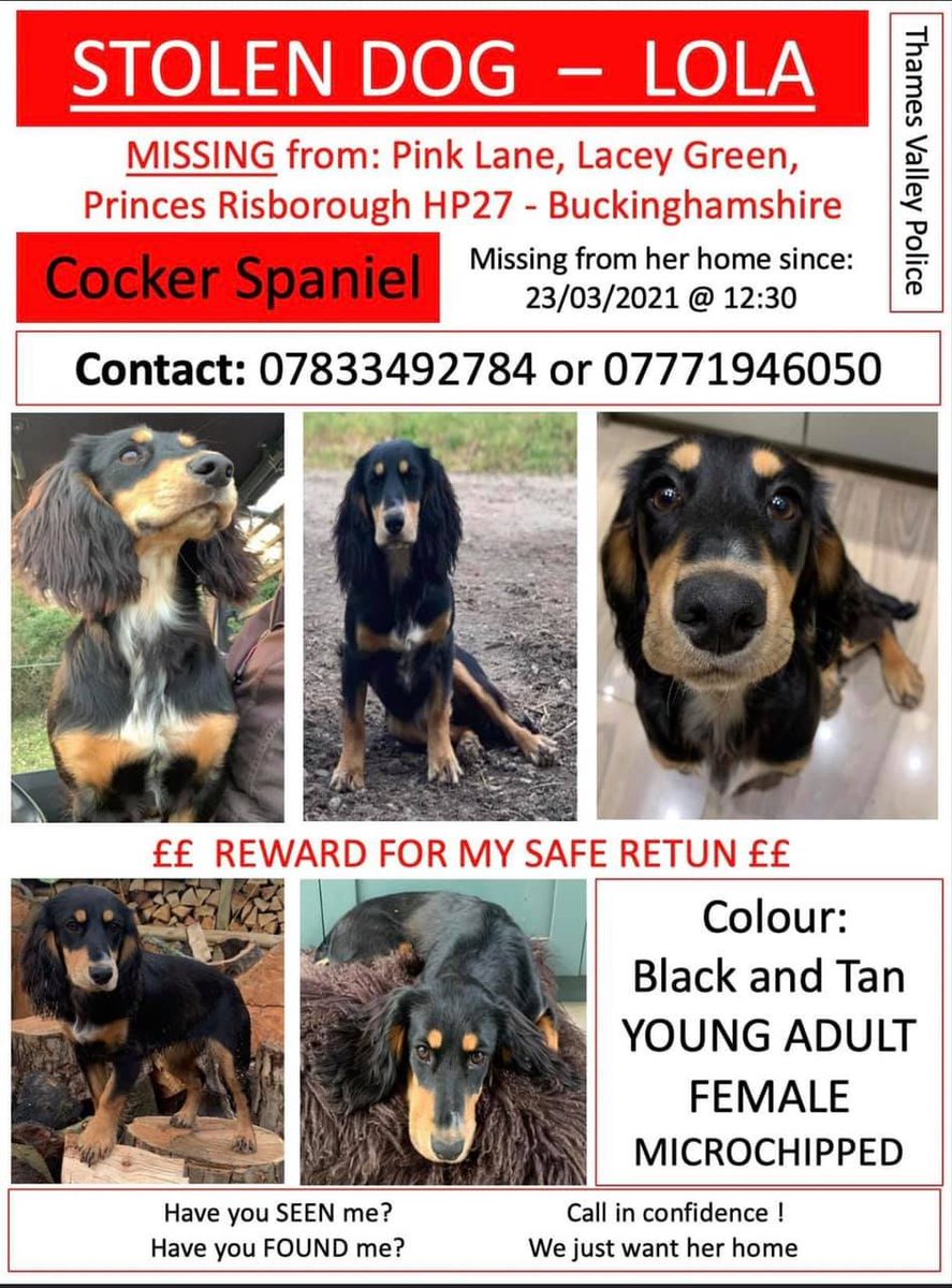 gelert01's tweet photo. #LOLA missing #PinkLane #LaceyGreen #PrincessRisborough #HP27 #Buckinghamshire #Chipped @RachaelB100 @rachelwells804 @veryluckypugs @LostDogAlertUK @Lost_Dogs @Missingdogs1 @thedogfinder @KarenFi51820768 @karensarah66 @Lorrain90964806 @lorraineholt @bs2510 https://t.co/H0bacq7f55