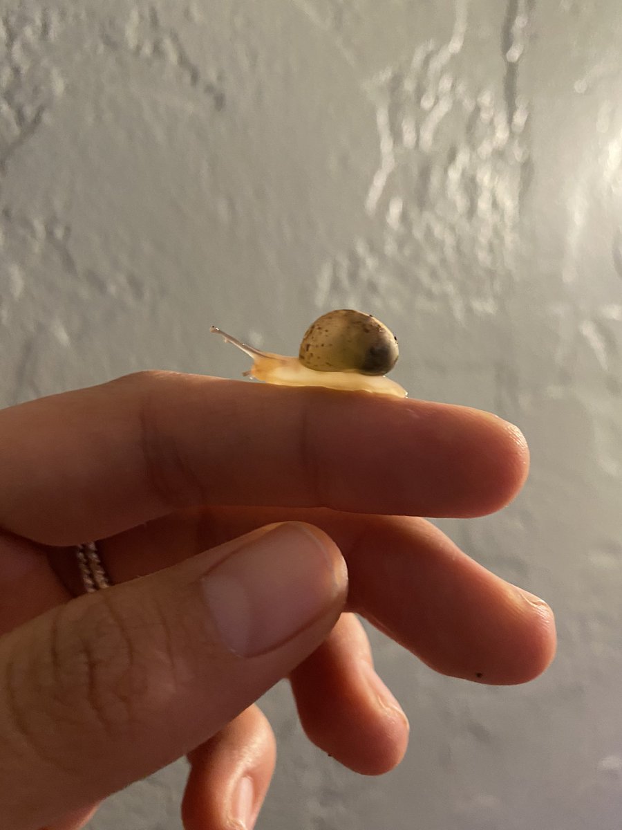 fres_lo's tweet photo. Just a bb snail for your timeline.
Idk what to name these twins.
#snails #snailcore #snaillife #helixaspersa #snailmom #snailqueen https://t.co/GxLj1tKJjj