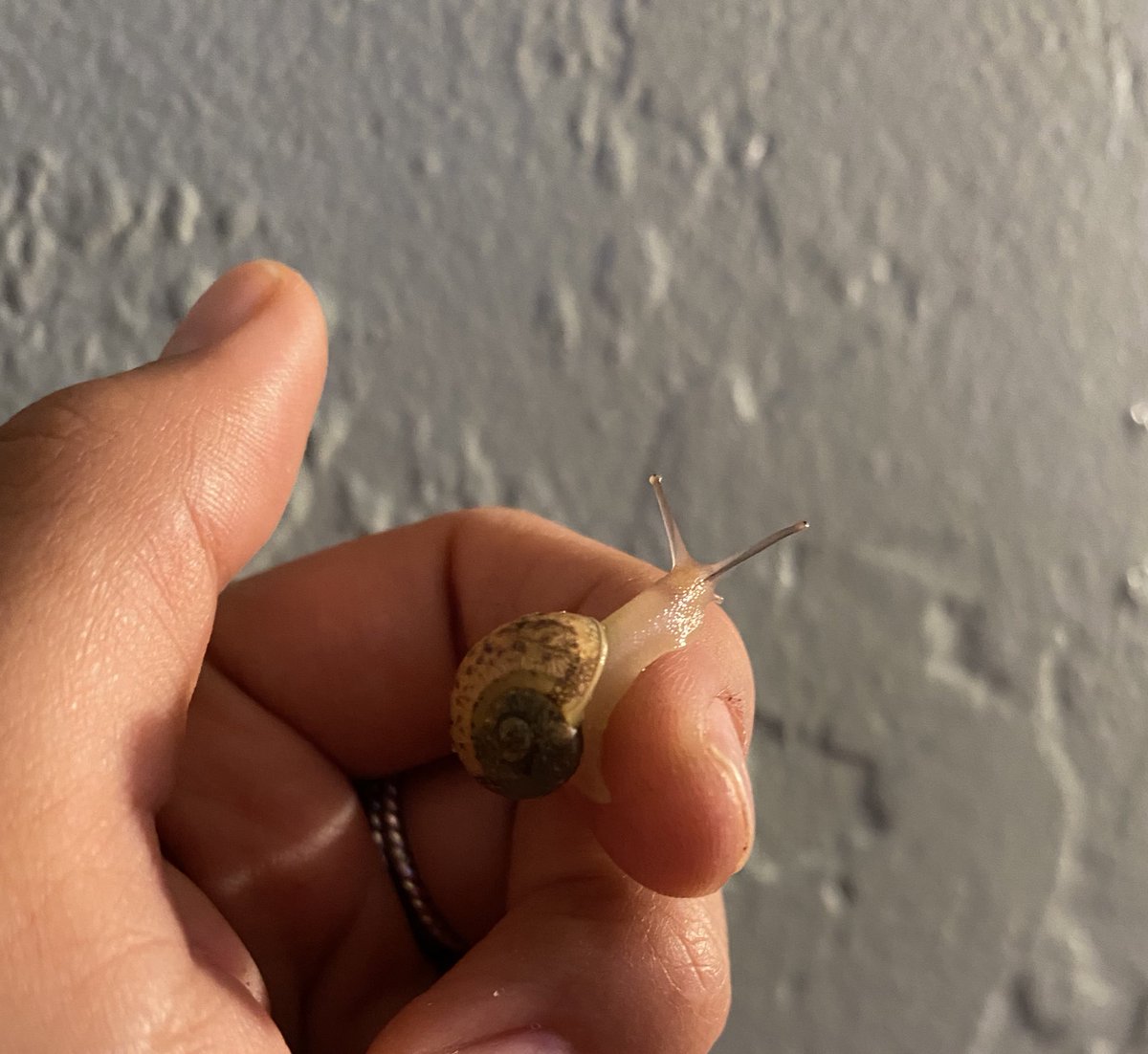 fres_lo's tweet photo. Just a bb snail for your timeline.
Idk what to name these twins.
#snails #snailcore #snaillife #helixaspersa #snailmom #snailqueen https://t.co/GxLj1tKJjj