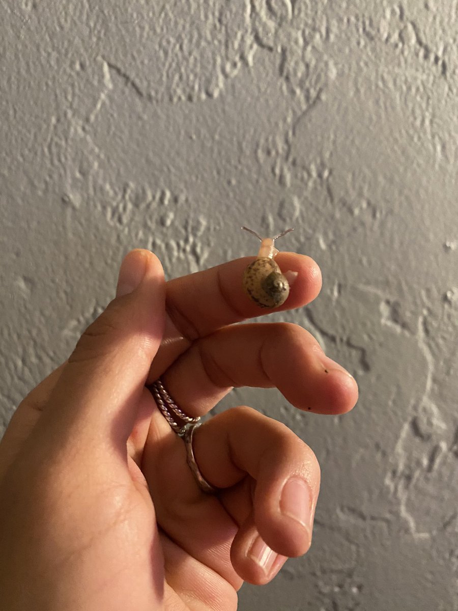 fres_lo's tweet photo. Just a bb snail for your timeline.
Idk what to name these twins.
#snails #snailcore #snaillife #helixaspersa #snailmom #snailqueen https://t.co/GxLj1tKJjj