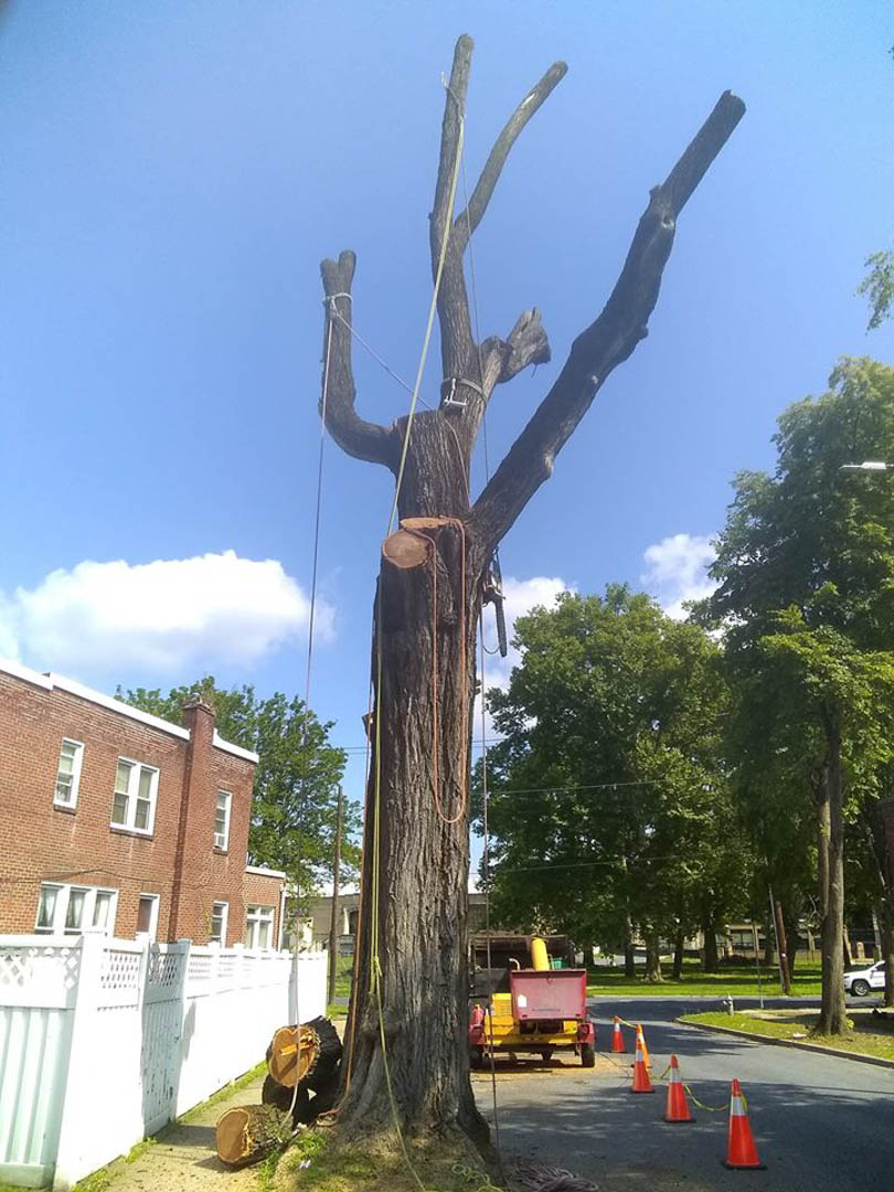 Old Oak Tree Service (@OldOakTreeSrv) / Posts / X