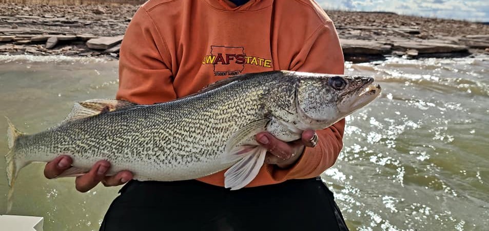 NMDGF's tweet photo. Fishing has been great at Conchas Lake due to the spawn. Here are a few pictures of some fish that have been caught and the #lures they used. #fishnm #conchaslake #conchaslakenm #blackbass #walleye #whitebass #NMBassChallenge https://t.co/Q1fq1Kl4VO