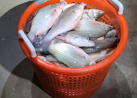 NMDGF's tweet photo. Fishing has been great at Conchas Lake due to the spawn. Here are a few pictures of some fish that have been caught and the #lures they used. #fishnm #conchaslake #conchaslakenm #blackbass #walleye #whitebass #NMBassChallenge https://t.co/Q1fq1Kl4VO