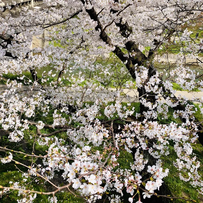 桜と蓮華^ ^レンゲ咲くの早い〜 