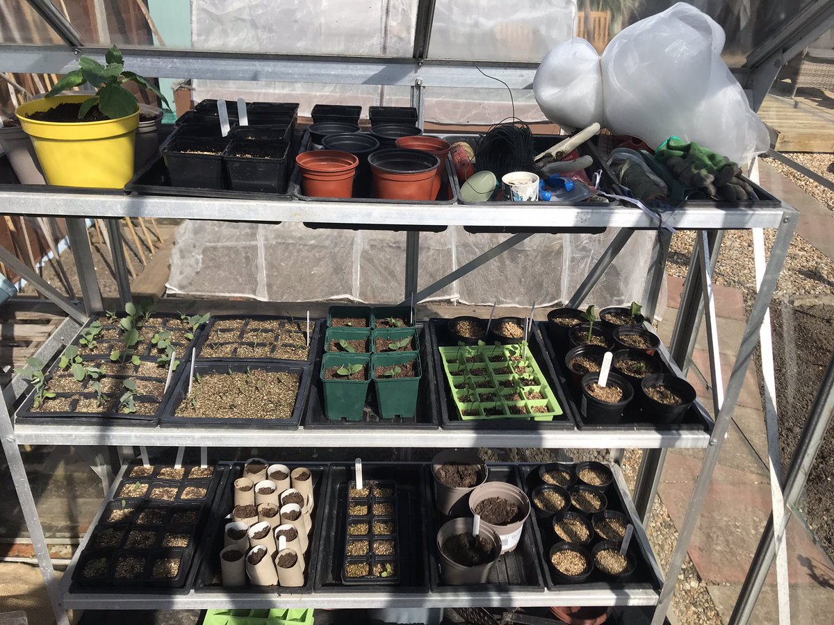 @GYOmag #growwithgyo hi all. Well lots of seeds coming on a treat. Greenhouse and Trug bursting at the seams. lettuce, two types of beetroot, radish, spring onion, leak and two types of carrot. three types of tomato, cabbage, broccoli, leak, runner beans, dwarf bean, cucumber, flowers