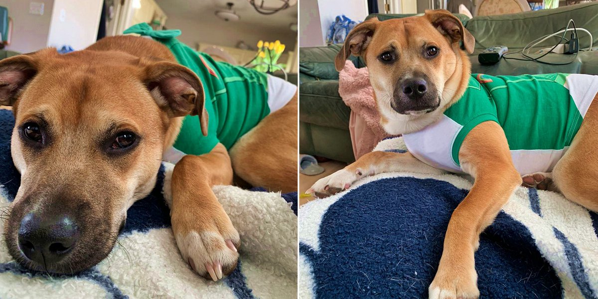 PetClever's tweet photo. When I want a treat VS when I hear a crinkling bag and wonder if my puppy eyes have been successful 🐶 #matserofpuppyeyes #puppyeyes #petsoftwitter https://t.co/F0uunk2Zhx