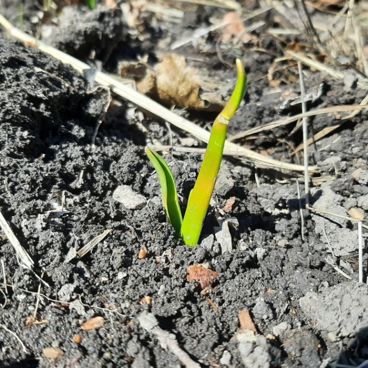 twvgshow's tweet photo. The #garlic has made its appearance #Spring #springgarden #rootcrop #gardening #stinkingrose https://t.co/awVlwX8uqv