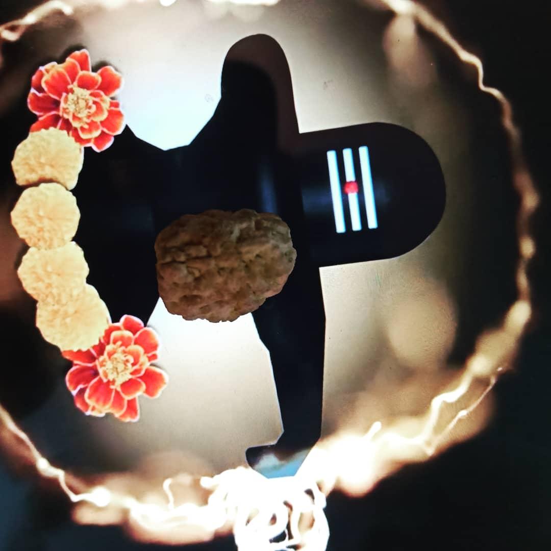 XXSomnambulist's tweet photo. My first Rudraksha fruit from the tree I planted in my garden a decade ago with my own hands ☺️

#rudraksha #rudraksh #rudrakshabeads #tearsofshiva #bumshankar #bumshiva #boomshiva #boomshankar #malabeads #sanatandharma #sanatan #jaimahakal #rudrakshamala #jaishiv #omnamahshivaya https://t.co/MoEYeG7aKj