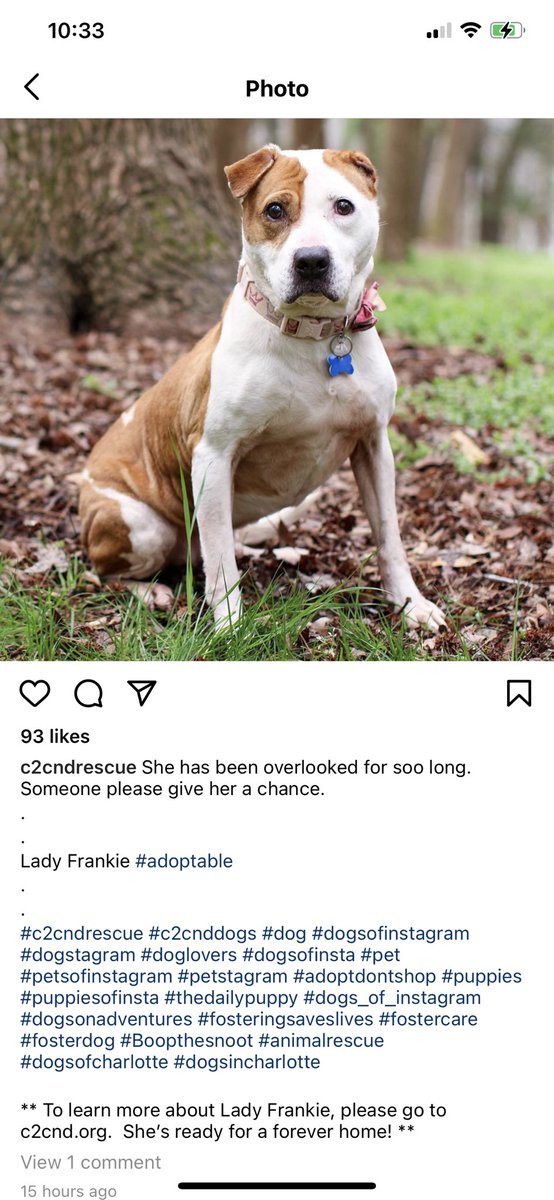 TBoneWFNZ's tweet image. I’ve seen Twitter rally to do amazing things, we need Lady Frankie to find a home. She’s trained. Please help.