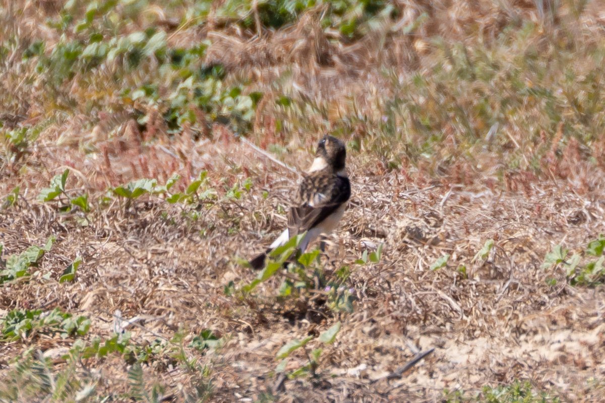 CyprusBirdsandNature tweet media