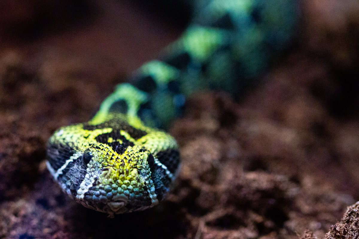 zooknoxville's tweet photo. Closer than you think ... the new Clayton Family ARC Campus is scheduled to open April 12th. This Ethiopian mountain viper is one of the new species that will call it home. Visit @zooknoxville #wildlyfun #explorethearc #knoxville #knoxrocks #reptiles #viper #movingday 🐍 https://t.co/3VTD812wTq