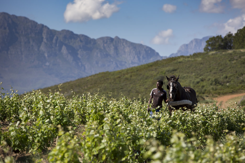 Waterkloof Wines tweet media