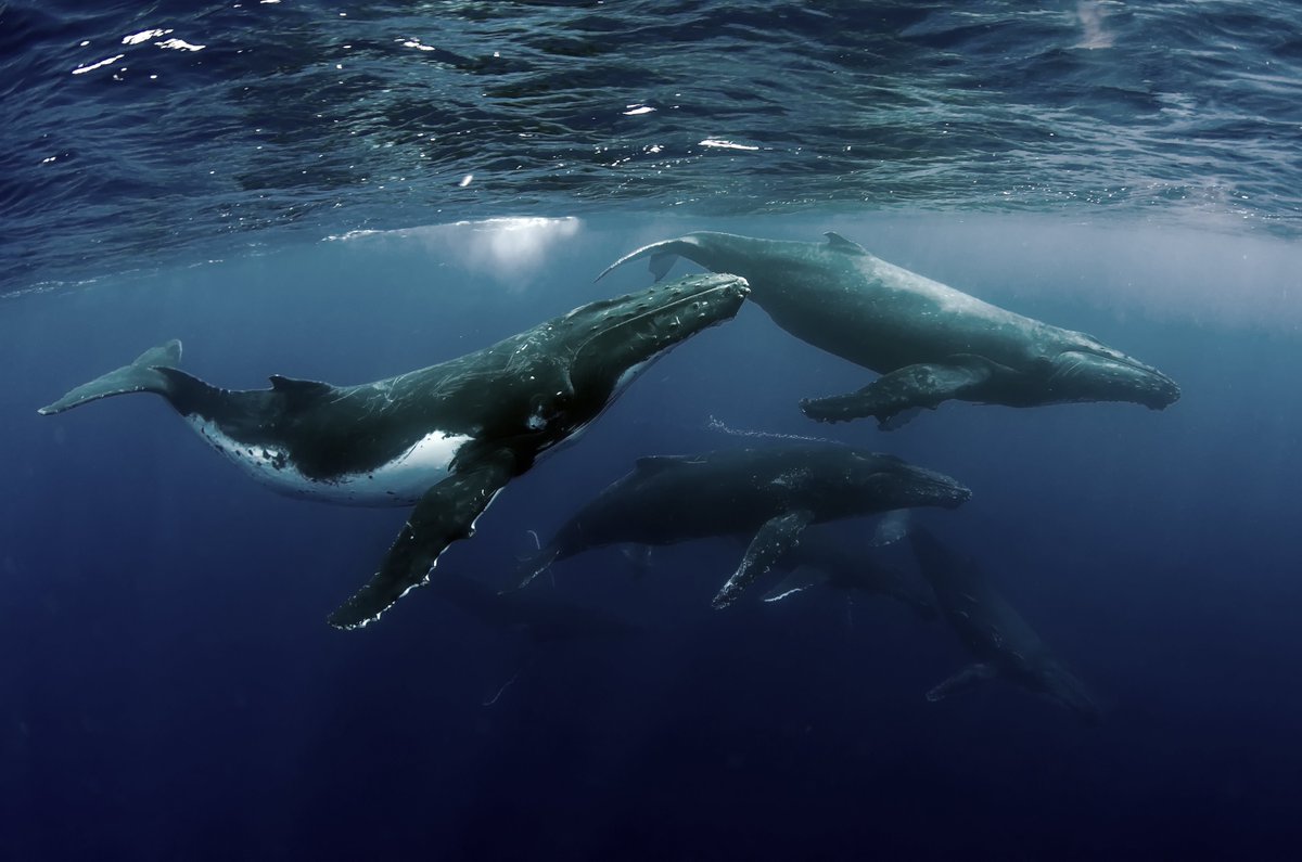 whalesorg's tweet photo. Humpback whales definitely win the whale-song prize! Their songs are long, beautiful and complicated and they change over time 💙 If you hear a humpback singing, his song will sound melodic and other-worldly 🐋  #FunFacts https://t.co/d50oTBpDr2
