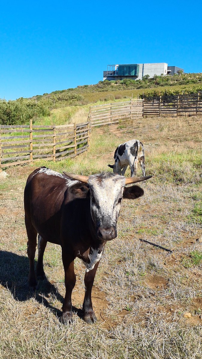 Harvest is done at Waterkloof! What a high quality vintage 2021 is shaping up to be in #SpectacularSouthAfrica.

Head to waterkloofwines.co.za/the-2021-water… for our 2021 HARVEST NEWSLETTER, including a video report from <a href="/NBarnardwine/">Nadia Barnard</a> &amp; Christiaan Loots.

#DrinkSouthAfrican #Harvest2021