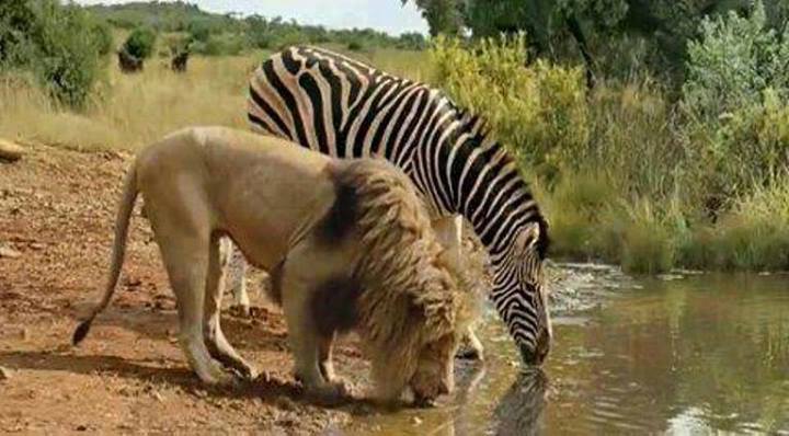 Soit le lion est drogué, soit le lion a besoin du vote du zèbre aux élections forestières. ✍🏿🦁🦓