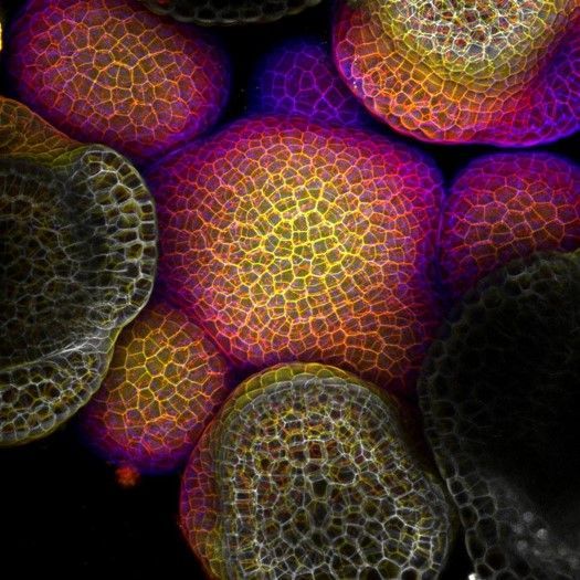 Signal2NoiseMag's tweet photo. When you think metabolism, it’s unlikely that you consider engineering or #genes for that matter. Maybe you think of high performing athletes? In a new article, Managing Editor @asercel explores the growing field of #MetabolicEngineering! https://t.co/7vsXNBPMGC! https://t.co/AisLa0KV1x