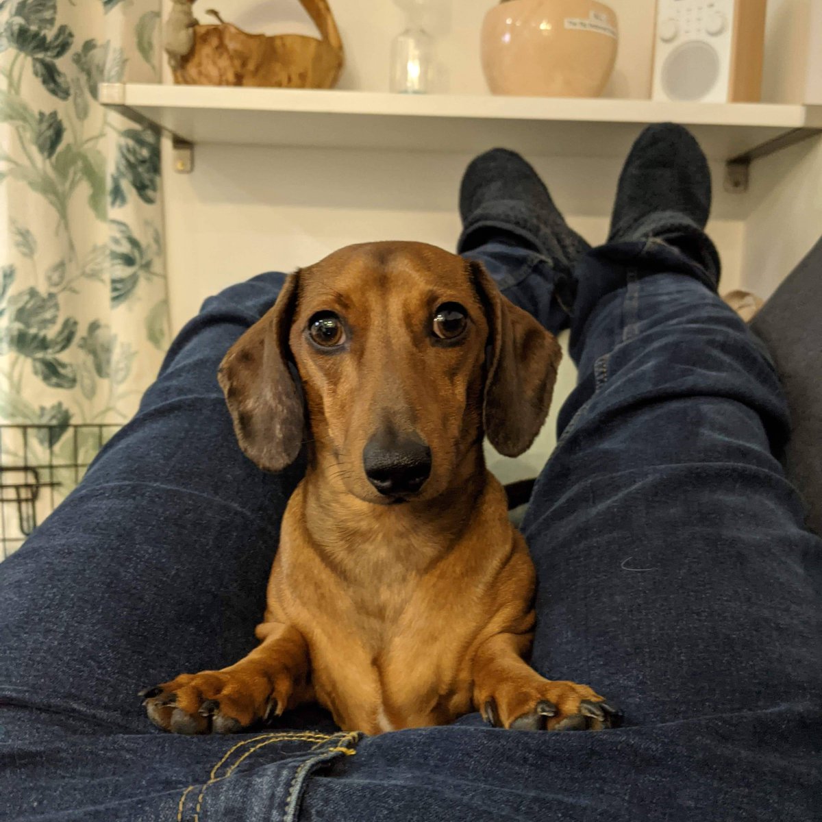 MontyTheSausage's tweet photo. When you look like your sleeves are rolled up... #MontyProblems #dachshundwrinkles #chilledout #lounging #warmandcuddly #DogsofInstagram #DogsofTwitter #sofacuddles #elephantears #sausagedogcentral https://t.co/BnGBW3GzfT