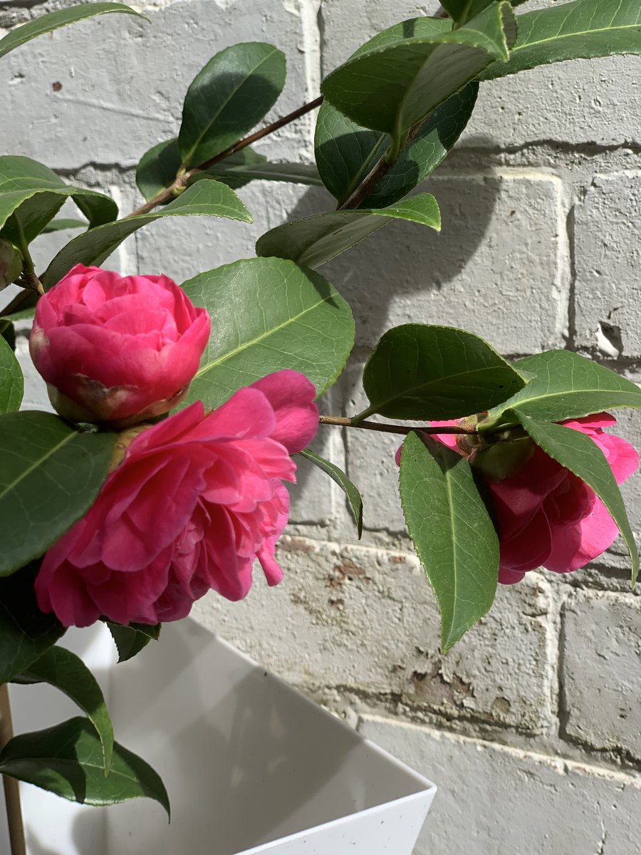 campbell798's tweet photo. After two years of (not) patiently waiting I’ve got blooms on my camellia. #TinyJoys #BlossomWatch #SpringIsSpringing #InHortus https://t.co/WSEl7CPmhM