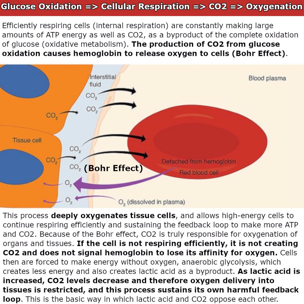 RaypeatT's tweet photo. Glucose oxidation creates the most ATP and CO2 —> this is the living thriving state of bioenergetics. #raypeat #bioenergetics #gilbertling https://t.co/wwSeozdnh7