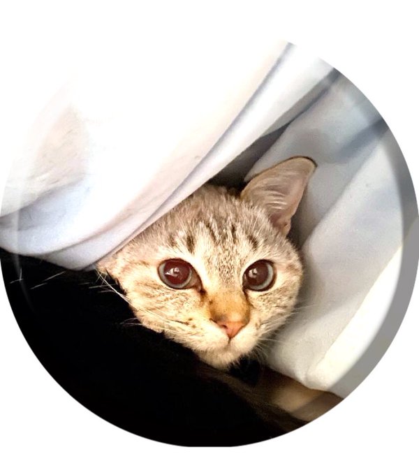 シャム猫のtwitterイラスト検索結果