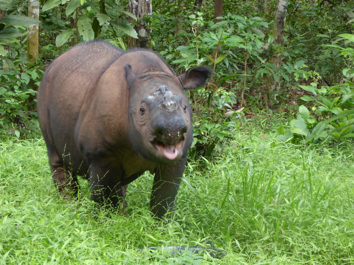 RhinosIRF's tweet photo. Photo of the Day: #tongueouttuesday #tuesdayvibe https://t.co/BqaP00aLm4