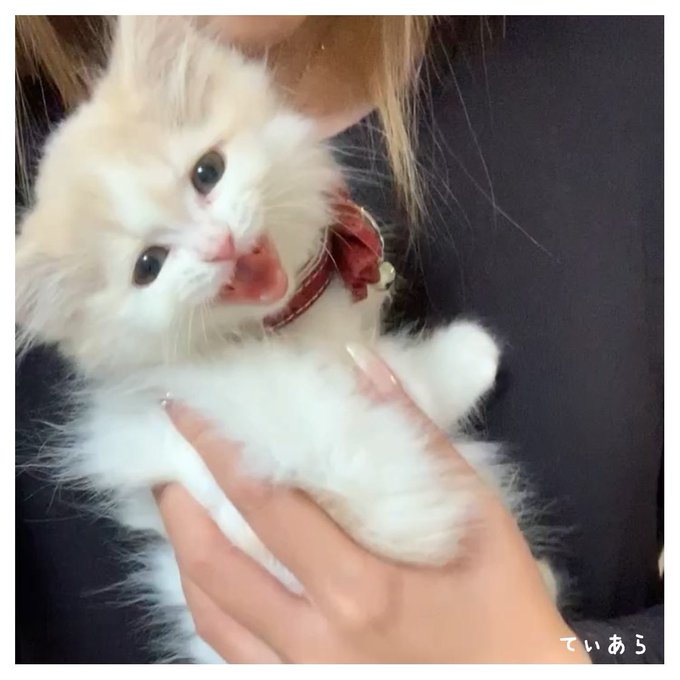 子猫がケージで夜に泣き止まない 原因や対処法を伝授 Catハウス