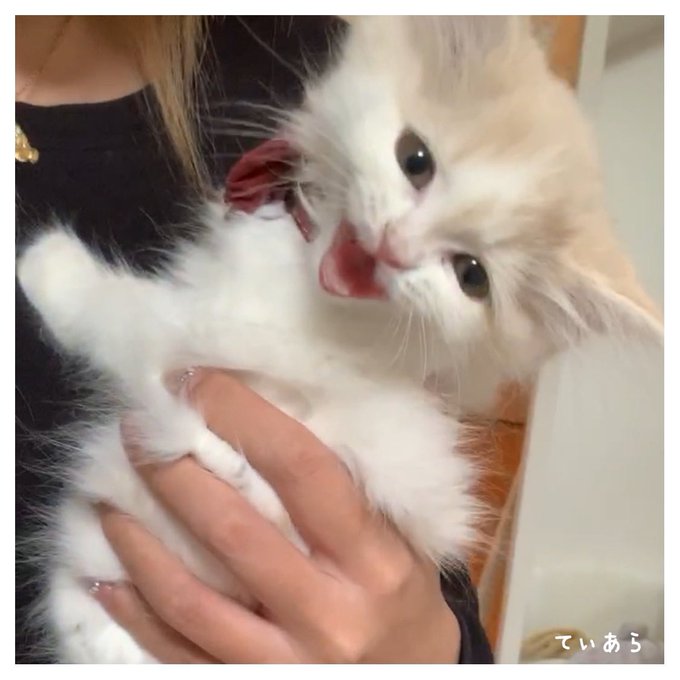 子猫がケージで夜に泣き止まない 原因や対処法を伝授 Catハウス