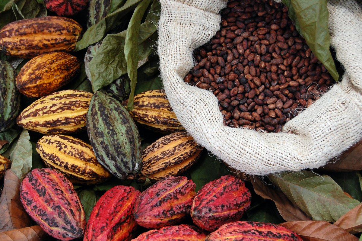 IntlFood's tweet image. Daily Dash from IFPC
Above average rains mixed with sun last week in most of Ivory Coast’s cocoa-producing regions have bolstered expectations for a strong April-to-September mid-crop.
For the complete story, visit ow.ly/Lpl550E0cQk
#IFPC #ingredientnews #DailyMarketReport