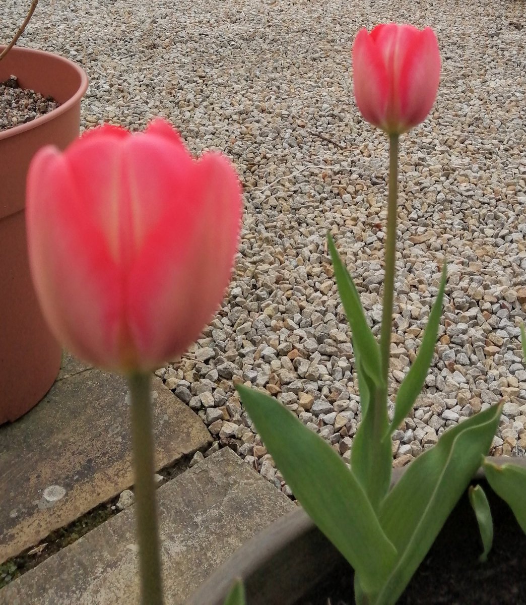 First tulips 😍