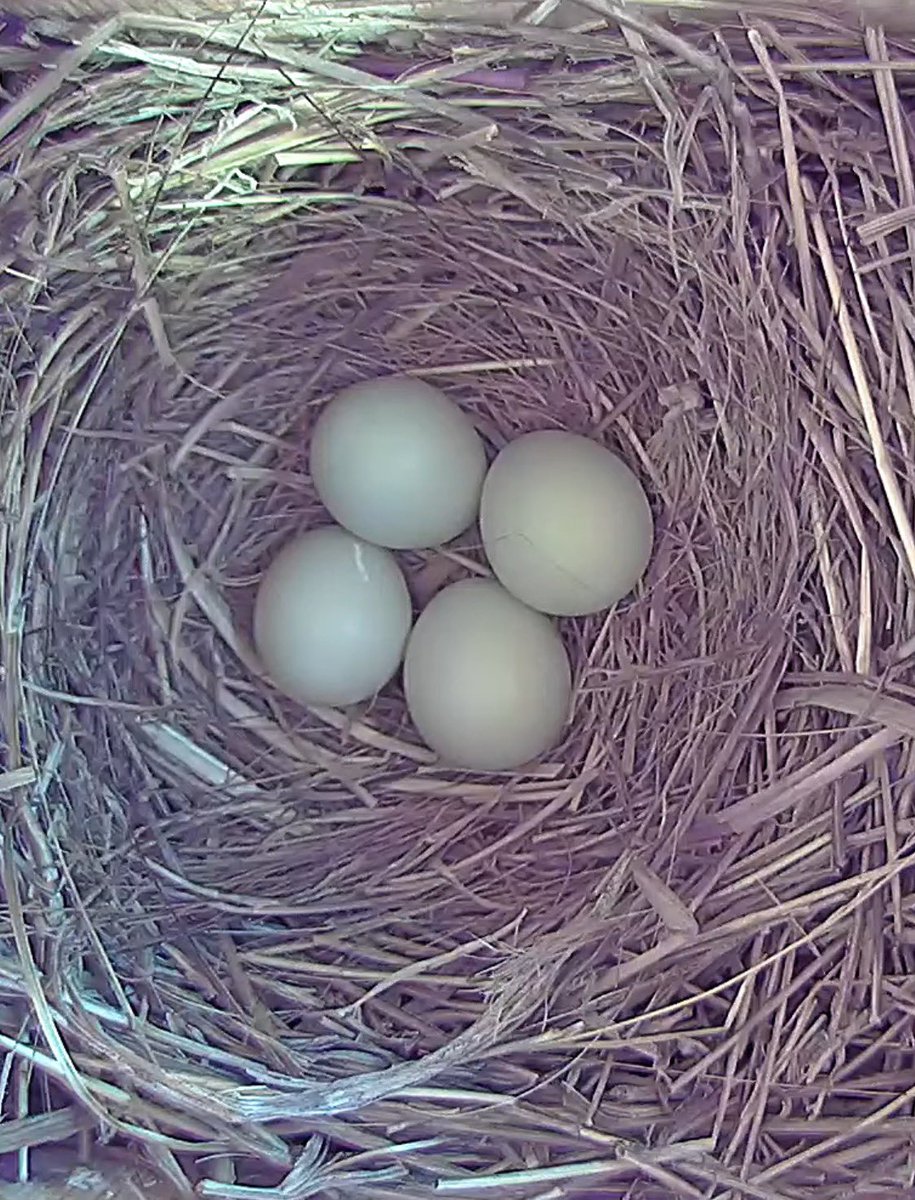 PixCams's tweet photo. Six blue eggs, and four white eggs!  Our bluebird in box 2 (six eggs) is done laying eggs and is now incubating them.  Box 5 female could still lay more eggs!
 
https://t.co/8AmRlo3nxU
 
https://t.co/kuRxNDQLb7
 
#bluebirds #nesting #nestbox #livecam #eggs #pixcams https://t.co/5dWW3cDqYE