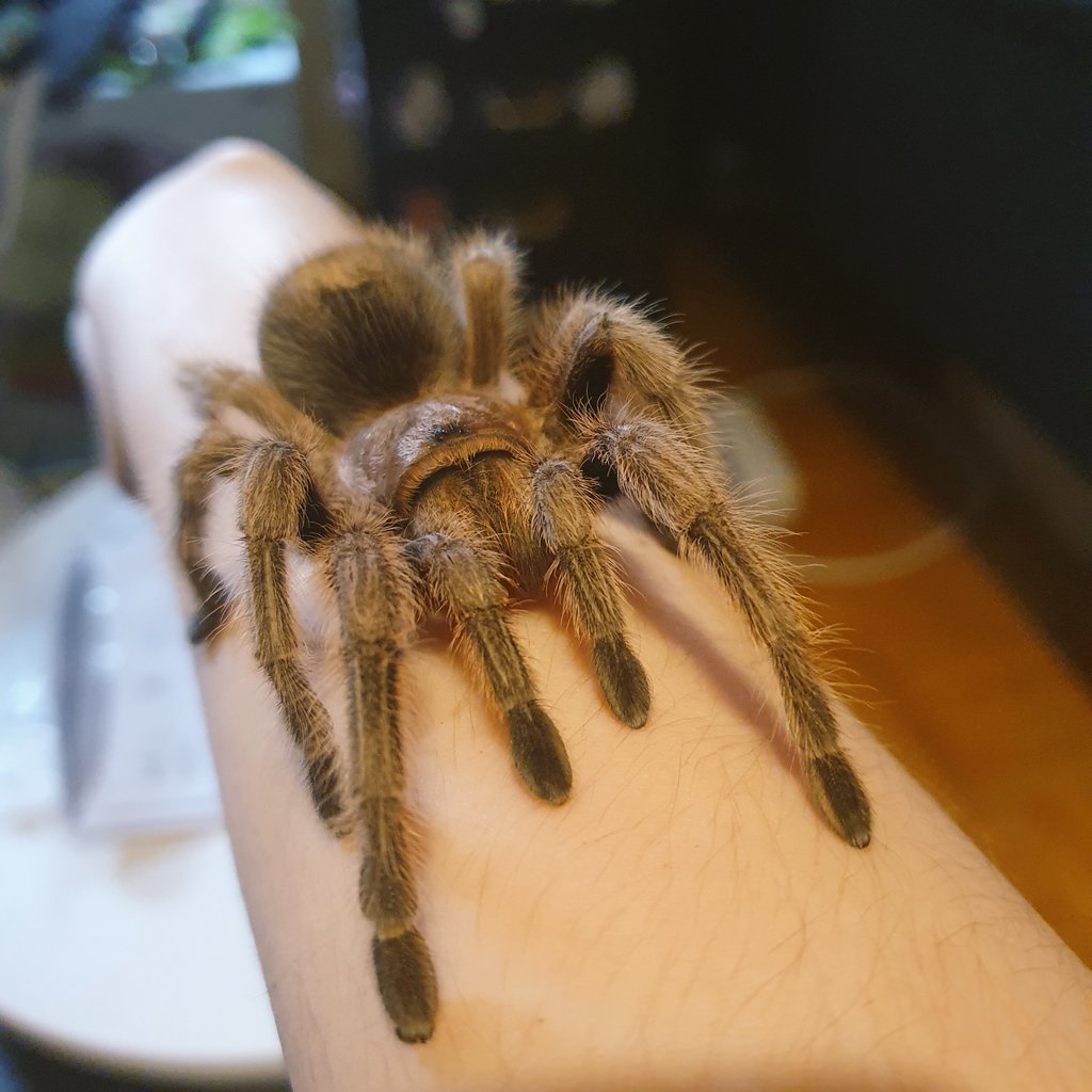decided to try handling the lady again. ☺ #pettarantula