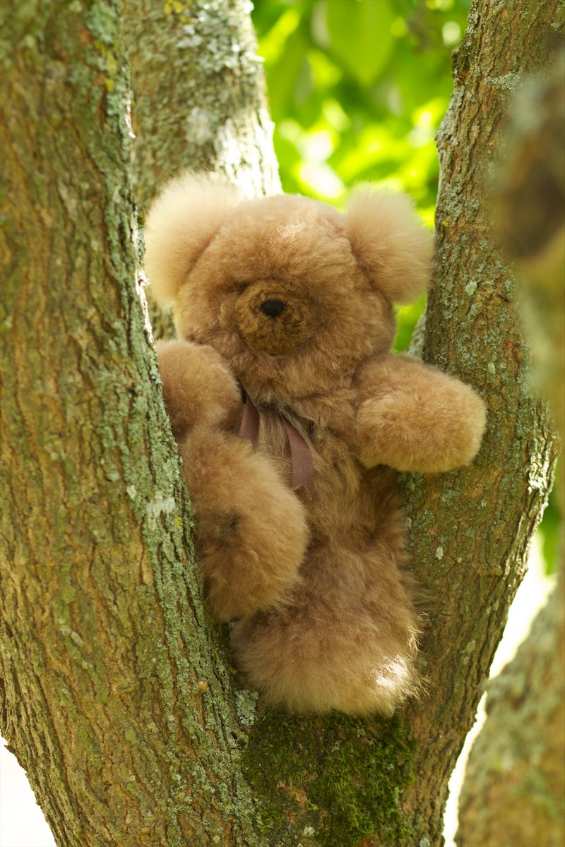 TeddyAlpaca's tweet photo. Mischievous Teddy!

When the sun is shining it is time for teddy play outdoors. 
If your teddy gets dirty, that's okay, follow our Alpaca Teddy care instructions and he will soon be as good as new 😀🐻
https://t.co/SUD9YCHCr3

#teddycare #teddyfun #alpacateddy #teddybear https://t.co/ihNDTZv1Ih