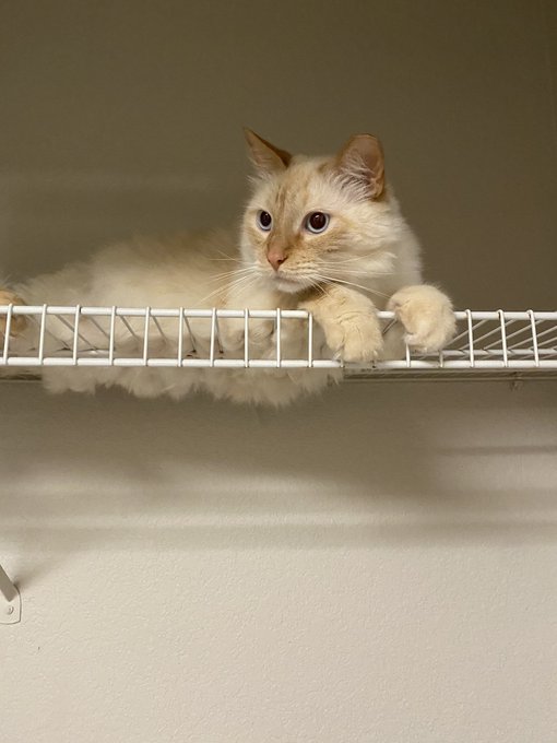 laundry shelf cat!!! https://t.co/OOuBJ5nUAf