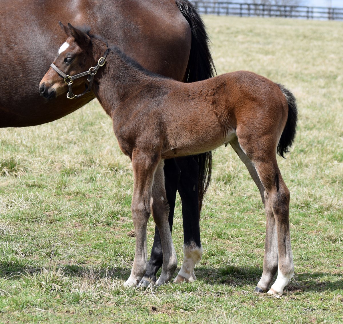 AirdrieStud's tweet photo. There is quality all over #Divisidero's first foals. This filly is out of She's Proud.
13 Triple-Digit Beyers and 26 Single-Digit Ragozins in his 29 starts.
#ThinkAboutIt #Divisidero
Call for incentives https://t.co/NEXwNTSjve