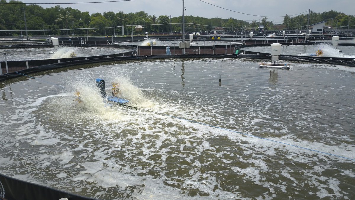 kkpgoid's tweet image. Slamet juga menyebutkan bahwa klaster percontohan MSF merupakan bagian dari peningkatan produksi udang nasional termasuk program lainnya.

Baca di :
kkp.go.id/artikel/28902-…

#KKPGOID #KKPREBOUND #RBKKPHEBAT