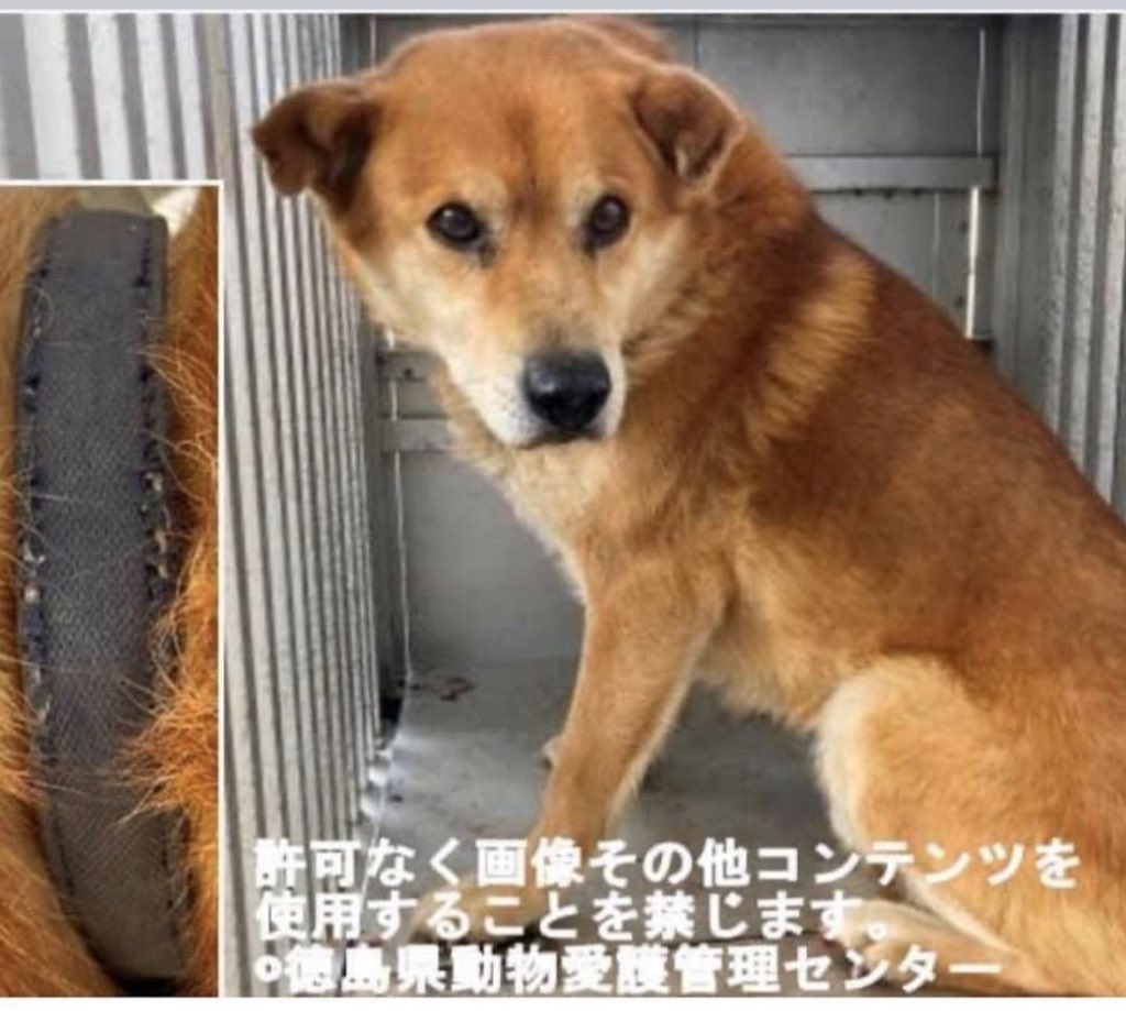 タコちゃん Facebookシェア 徳島県動物愛護管理センター 掲載期間21年3月31日 飼い主様お迎えを 迷子犬 迷子犬情報 迷子札 迷子犬の掲示板 迷子犬保護 迷い犬 迷い犬保護中 迷い犬情報 犬探してます 徳島 県迷子犬 里親募集中 里親 タコちゃん Facebookシェア 徳島県動物愛護管理センター 掲載期間21年3月31日 飼い主様お迎えを 迷子犬 迷子犬情報 迷子札 迷子犬の掲示板 迷子犬保護 迷い犬 迷い犬保護中 迷い犬情報 犬探してます 徳島 県迷子犬 里親募集中 里親