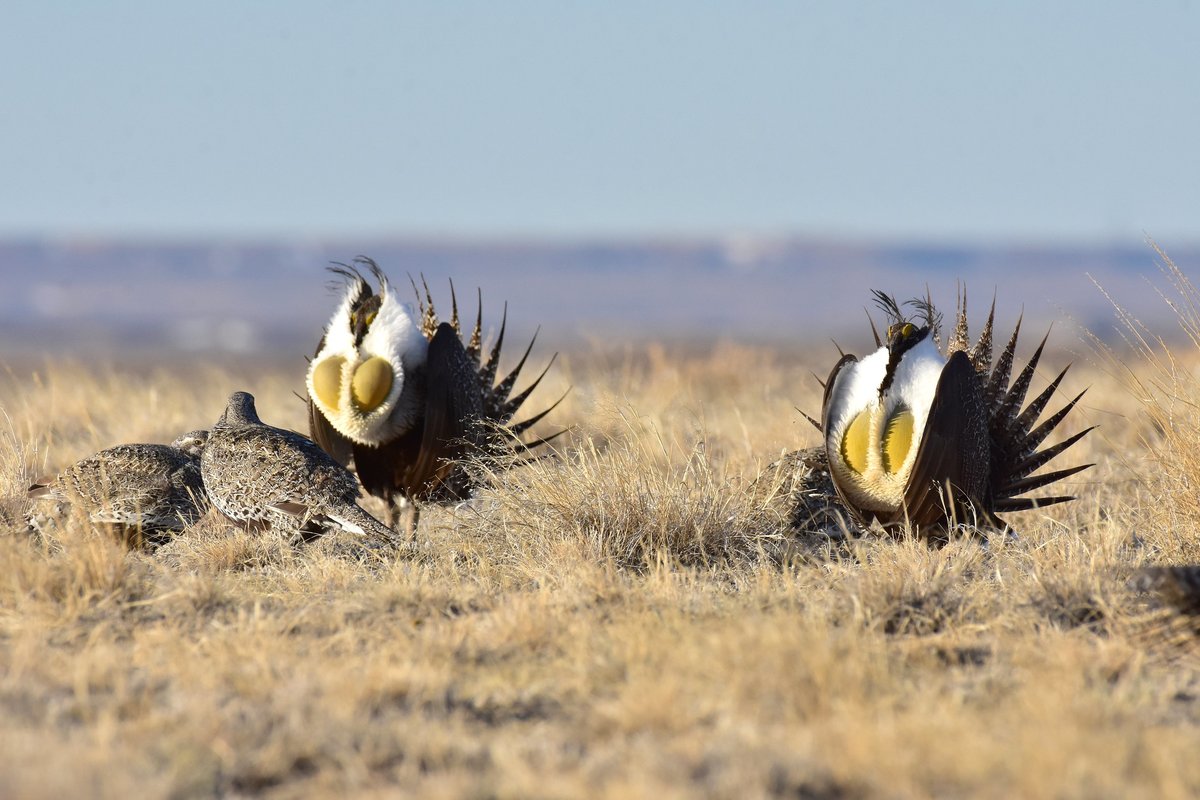 Look at these "lekky" ladies getting a performance!
During spring, greater sage-grouse congregate on "leks" where males dance in hopes of attracting a mate. They dance by puffing their chests, booming air sacs (the yellow things on their chests), &amp; fanning their tails. 📸<a href="/USFWS/">U.S. Fish and Wildlife Service</a>