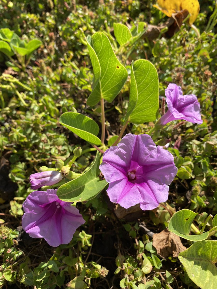 The beach morning glory, Ipomoea pes-caprae, grows on tropical beaches around the world. It tolerates salt, and its seeds are dispersed by floating on sea water. #convolvulaceae #nature #flowers #beach #guatemala #insitu #tropics
