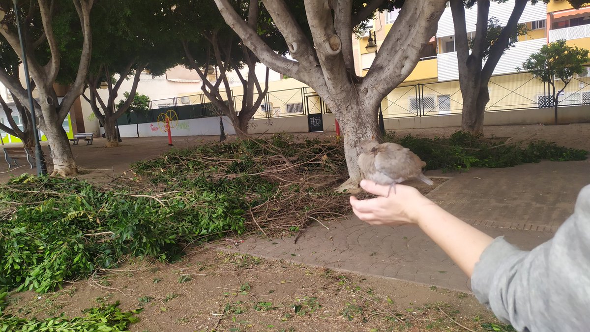 BarriosMalaga's tweet photo. 🐣URGENTE‼️ 🐤PARAR PODA‼️
Están muriendo polluelos
Me manda estás 📸 de barrio Carlos Haya frente Malaka e INS San Jose, esta podando FCC y literalmente caen nidos y polluelos al suelo
🐤 @Gemmadelcorralv es urgente parar
¿Es época de poda? @Javi_Guti_ @pacodelatorrep @AAMM_And https://t.co/khvqWZqkxA