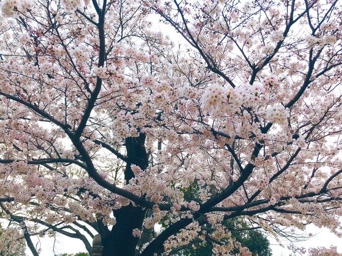 「春」の語源は、植物の芽が「はる(張る)」から、らしいけど天気が「晴る(はる)」という説もあるらしい。どちらにしても、爽やかで美しい。英語「Spring」の「跳ねる」「泉」的な表現も好きだけど。 