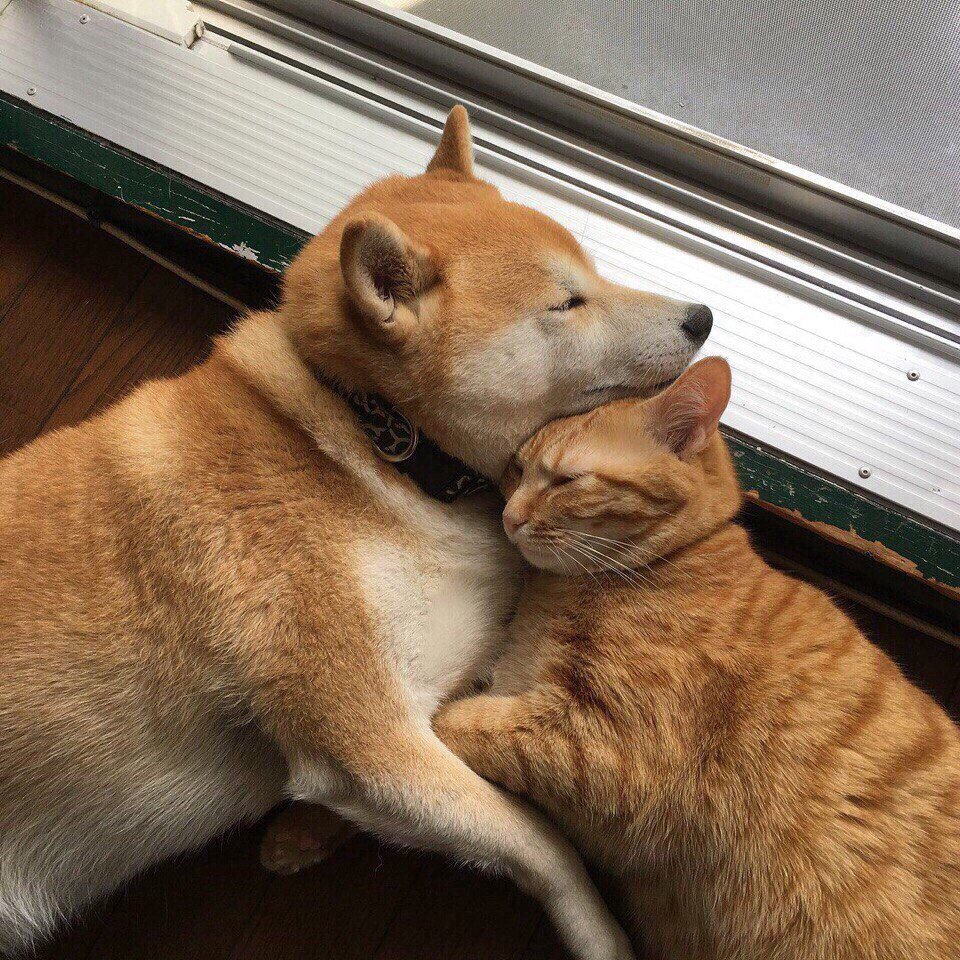 gyecats's tweet photo. they re besties https://t.co/2nwHBmVHtW