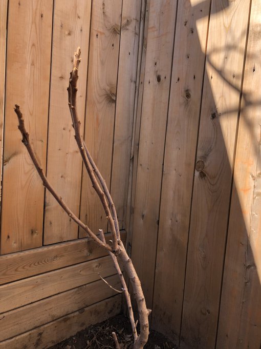 I just found out that the tiny tree in our yard is a sumac tree! Which happens to be a tree that I&rsquo;ve