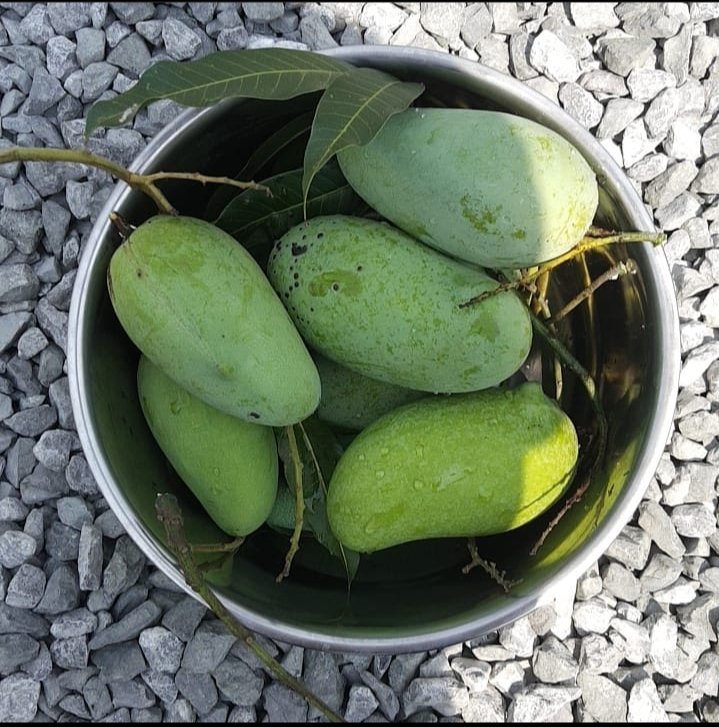 Latanso's tweet photo. Mango season. https://t.co/eWEHdOsgWe