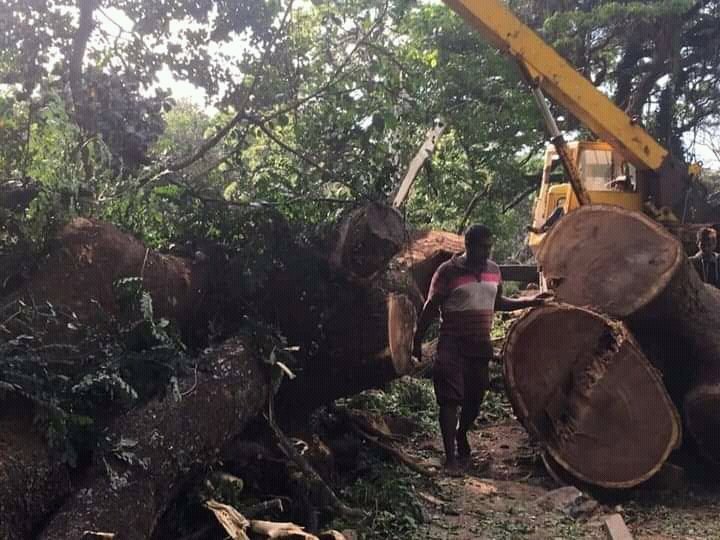 sajithswa's tweet photo. RT @praveenabeysin2: කැපුවාට හේතුව නොදනිමි. නමුත් එය තිබ්බානං ගොඩක් ලස්සනය. ගොඩක් සිසිලසය.
සුන්දර පේරාවේ තවත් සුන්දර ගහක් අවසන් ගමනේ...
#UOP #UniversityOfPeradeniya https://t.co/cNa8B7HRBY