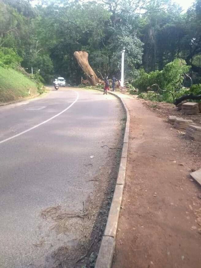 sajithswa's tweet photo. RT @praveenabeysin2: කැපුවාට හේතුව නොදනිමි. නමුත් එය තිබ්බානං ගොඩක් ලස්සනය. ගොඩක් සිසිලසය.
සුන්දර පේරාවේ තවත් සුන්දර ගහක් අවසන් ගමනේ...
#UOP #UniversityOfPeradeniya https://t.co/cNa8B7HRBY