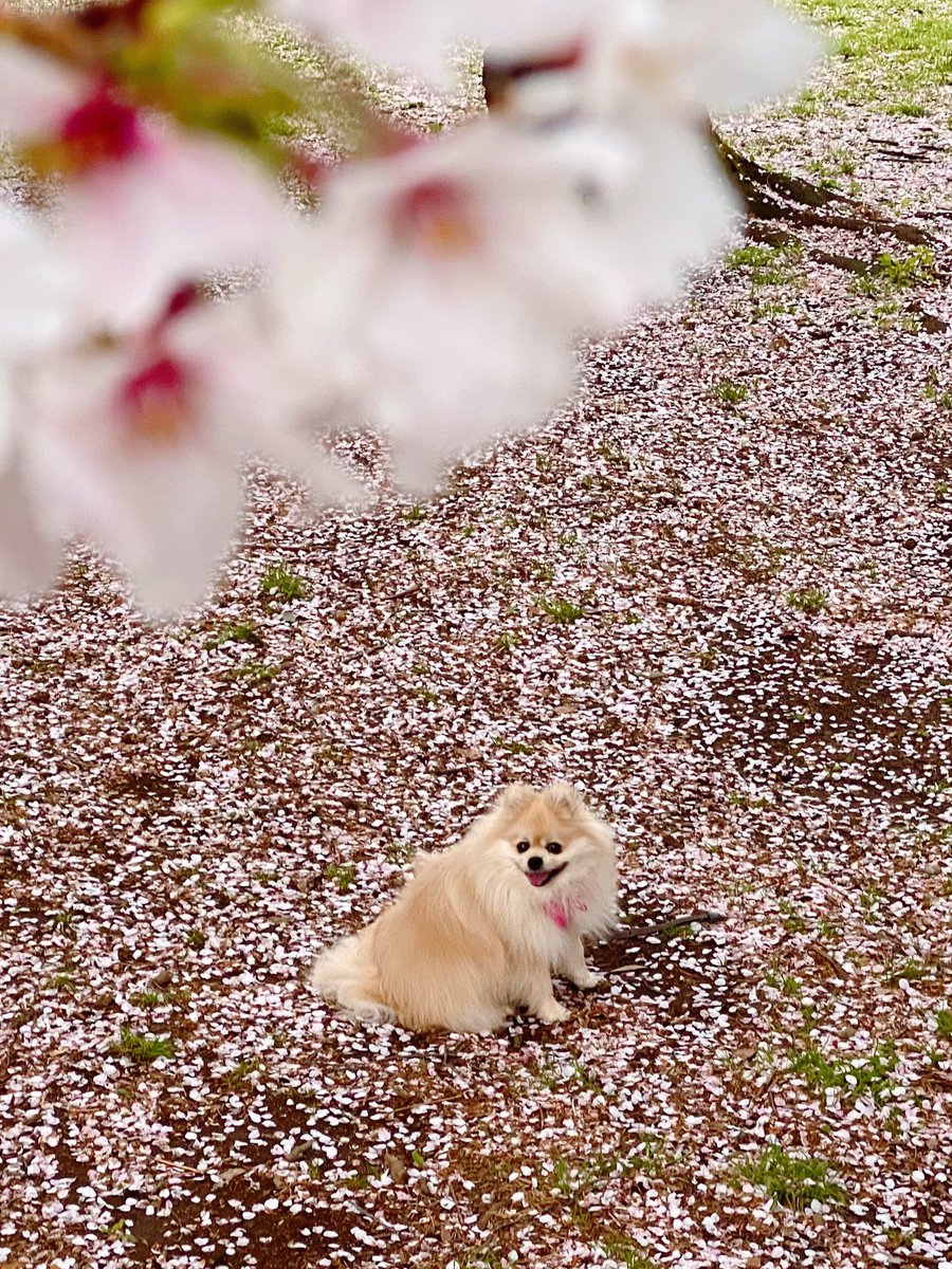 PomeranianAloha's tweet photo. 桜🌸のジュータンが敷かれた特等席で、今日は貸切でお花見して来ました♪🐶😙💗🌸
#桜 #桜の絨毯 #あさんほ #さくら #ポメラニアン https://t.co/eHfNkX987O