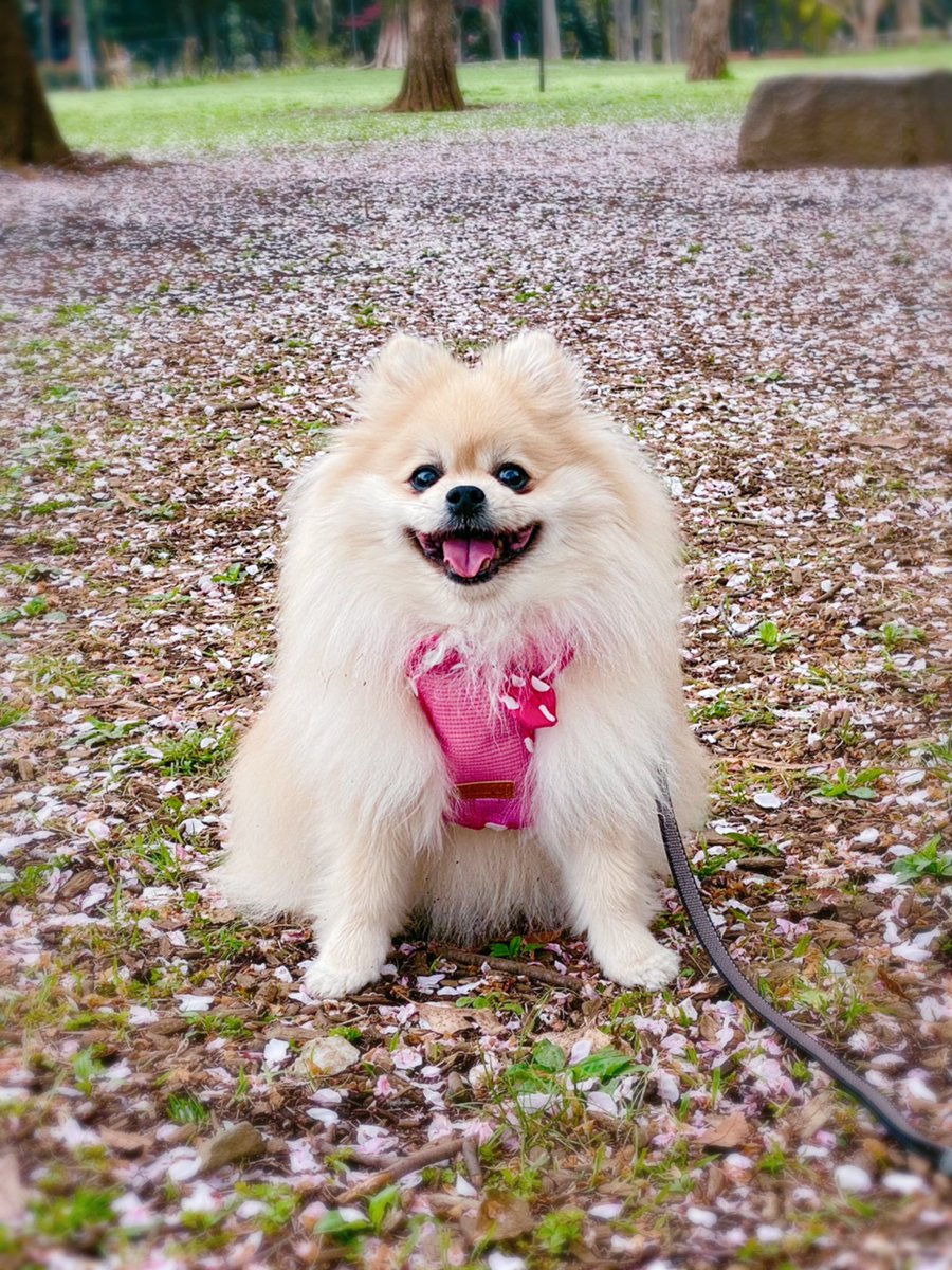 PomeranianAloha's tweet photo. 桜🌸のジュータンが敷かれた特等席で、今日は貸切でお花見して来ました♪🐶😙💗🌸
#桜 #桜の絨毯 #あさんほ #さくら #ポメラニアン https://t.co/eHfNkX987O