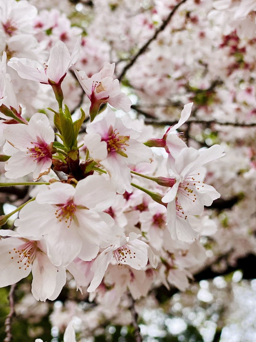 PomeranianAloha's tweet photo. 桜🌸のジュータンが敷かれた特等席で、今日は貸切でお花見して来ました♪🐶😙💗🌸
#桜 #桜の絨毯 #あさんほ #さくら #ポメラニアン https://t.co/eHfNkX987O