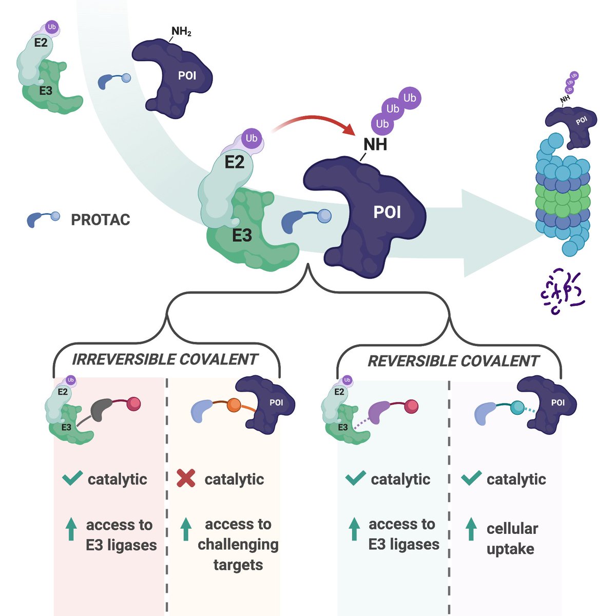 hannahjanekc's tweet photo. Excited to share our @CellChemBiol lockdown review on reversible covalent and covalent PROTACs! @gbernardes_chem @georg_e_winter 🔥online now🔥 https://t.co/rjVUsGtrJ6 https://t.co/0iOhc2H8F2